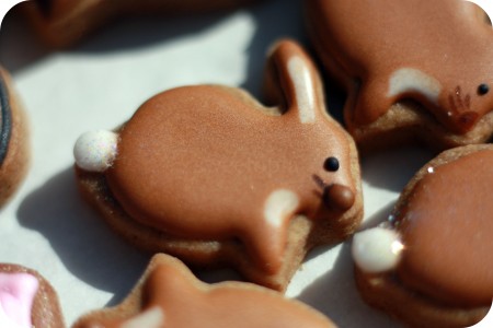 brown bunny