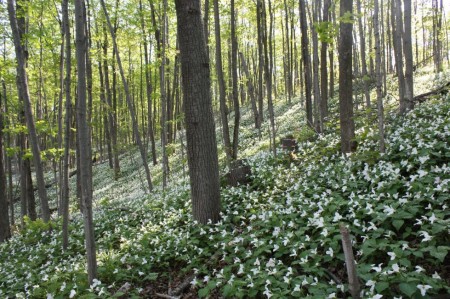 ontario trilliums in the forest