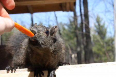 sniffing carrot
